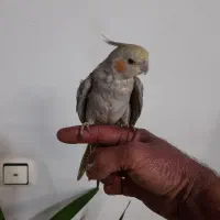 عروس‌هلندی‌