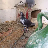 کبوتر گوه ماده سر بندی