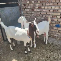 بز پاکستانی