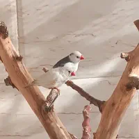 دو عدد فنچ جفت خورده