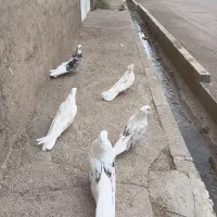کبوتر پشتدارسرور