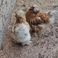 مرغ و خروس ابریشمی