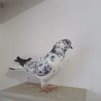 کبوتر  نر