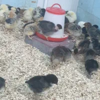 جوجه  مرغ زینتی
