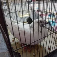 کبوتر سفید و بازیگوش