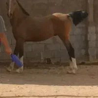شاهان کره نر از دنا