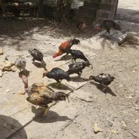 مرغ و خروس لاری