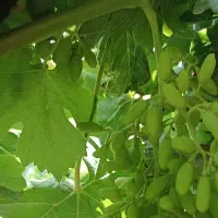 برگ مخصوص برای تاک پلو دلمه