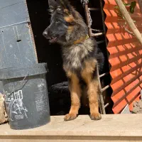 توله ژرمن ماده