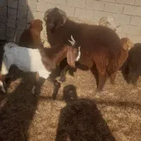 فروش قوچ و بز (چمبیش)