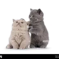 گربه بریتیش و اسکاتیش لیلاک صورت خرسی