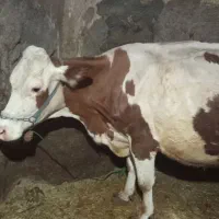 گاو و گوساله