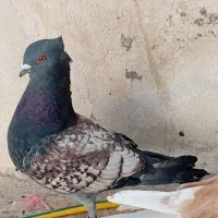 کبوتر طاووسی