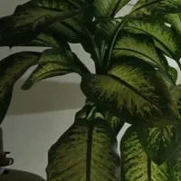 گل دیفن|گل و گیاه طبیعی|نیشابور, شهید بهشتی|دیوار