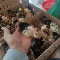 گلپایگان اصلاح نژاد شده جوجه مشکی