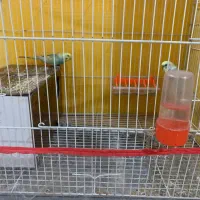 مرغ عشق|پرنده|سبزوار, فرهنگیان|دیوار