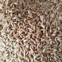 گندم بذری بدون سم دیم 60هزارتومان