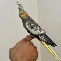 عروس هلندی دستی گل باقالی