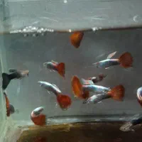 ماهی گوپی گپی خالص