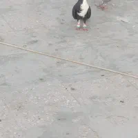 کبوتر نر ریش سیاه