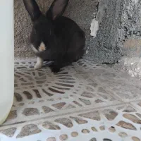 خرگوش