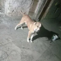 سگ نر|سگ|کدکن, |دیوار