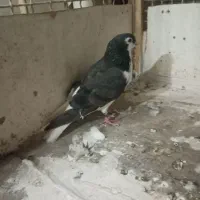 کفتر