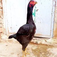 مرغ لاری تخم گذار