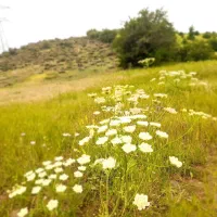 فروش زمین در سیاهکل دیلمان