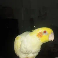 گمشده