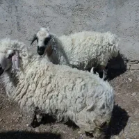 میش خشک چاق