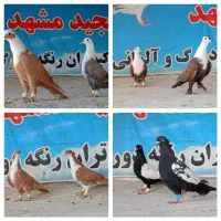 کفتر رنگی و کله سار