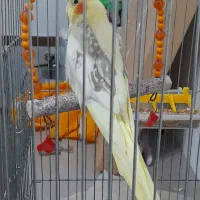 عروس هلندی نر و ماده و یه جوجه 6 ماهه