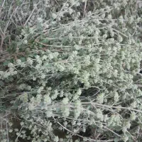 داروهای گیاهی