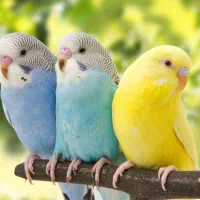 خرید و فروش انواع فنچ و مرغ عشق