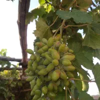 غوره