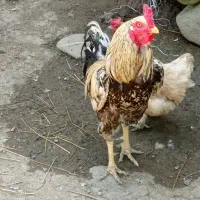 خروس لاری