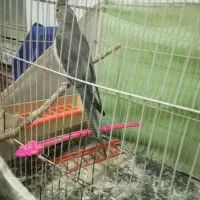 عروس هلندی ماده