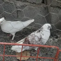 کفتر هوای فروشی
