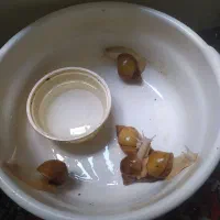 حلزون