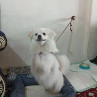 فروش سگ