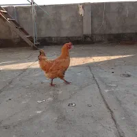 خروس مرغ تخم گذار
