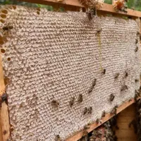 عسل طبیعی میرسیدلر