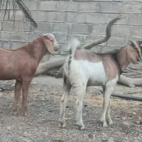 بز نر