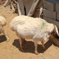 قوچ گله|حیوانات مزرعه|سنگان, |دیوار