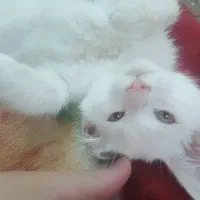بچه گربه سفید
