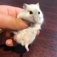 همستر مینیاتوری بامزه|موش و خرگوش|تهران, کیانشهر|دیوار