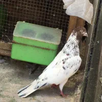 ۱۵عدد کبوتر پرشی