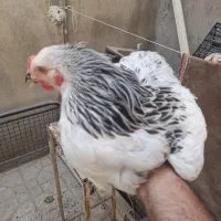 جوجه برهما گرید a