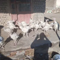 بوقلمون گوشتی بیتوی ۶۰روزه دونی۹۰۰